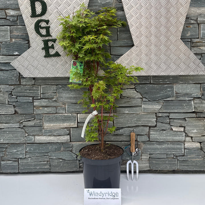 Acer pal. Sangokaku