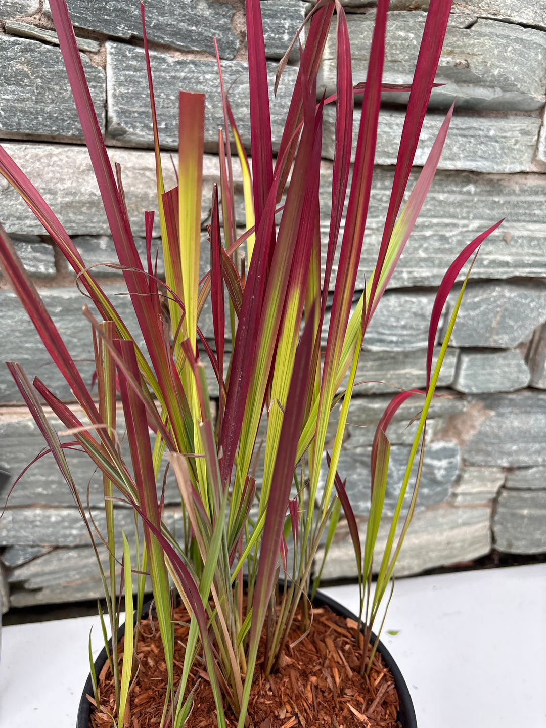 IMPERATA cyl. 'Red Baron' 3L