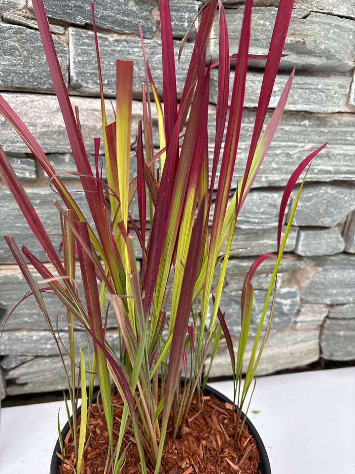 IMPERATA cyl. 'Red Baron' 3L