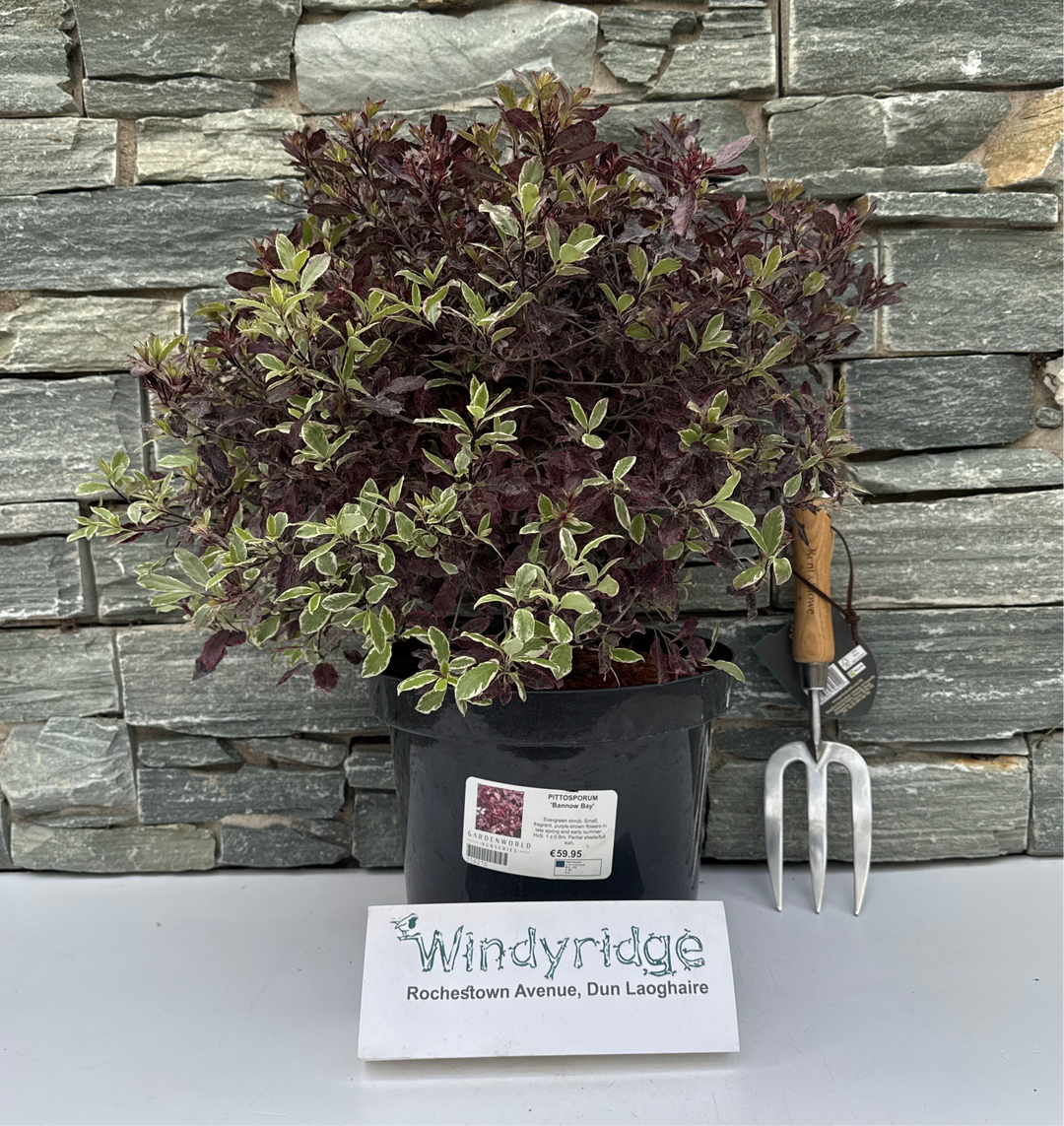 PITTOSPORUM Bannow Bay 7.5Ltr Pot