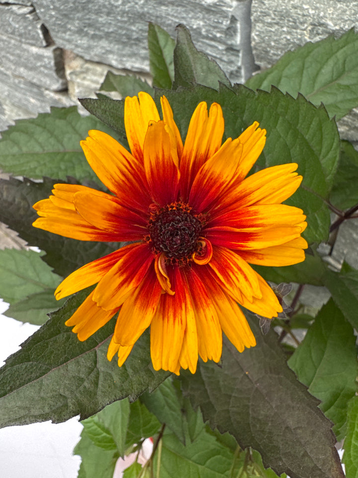 Heliopsis Funky Spinner 3lt pot