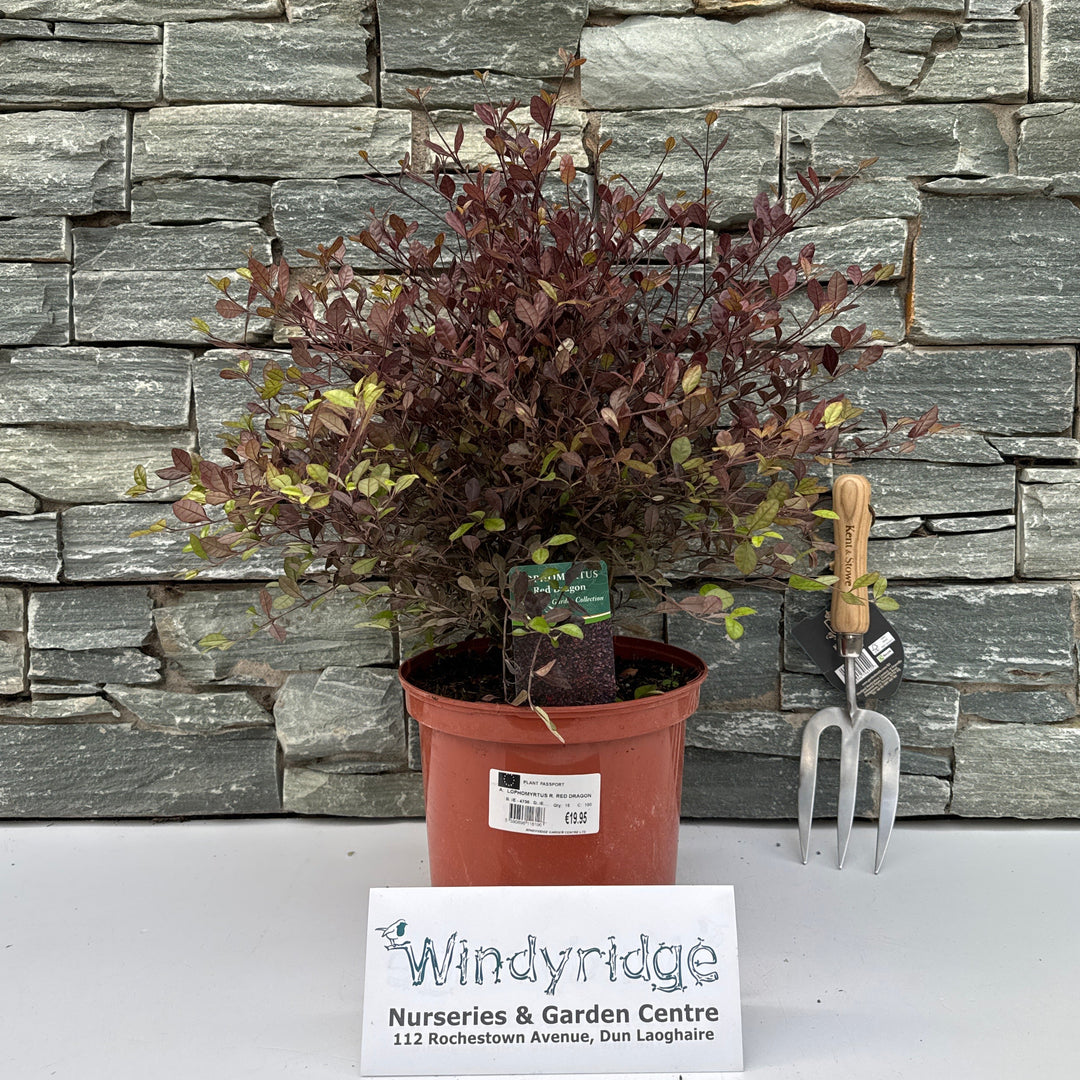 LOPHOMYRTUS R. RED DRAGON 5 lt
