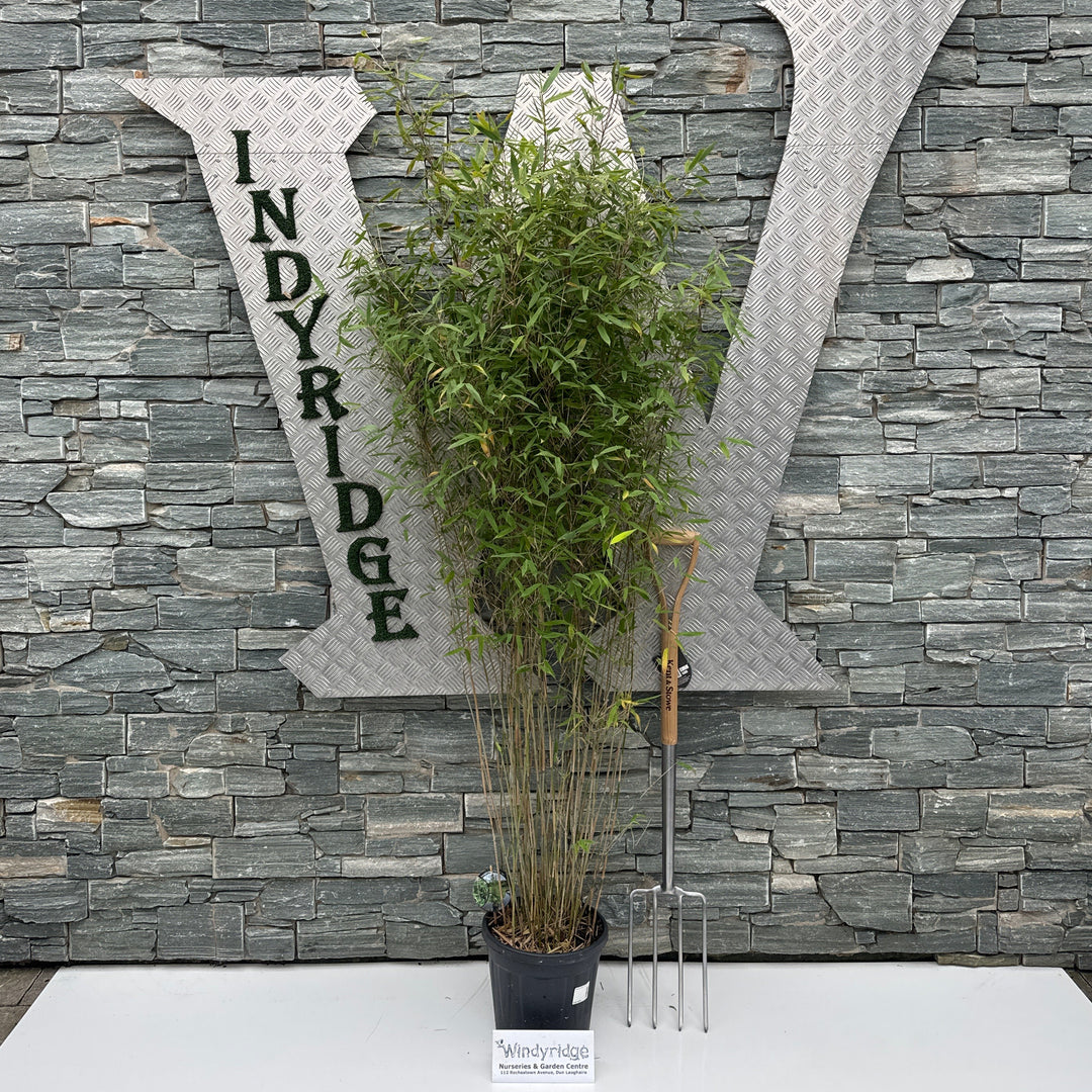 Fargesia 'Winter Joy' 150-175 cm. C10
