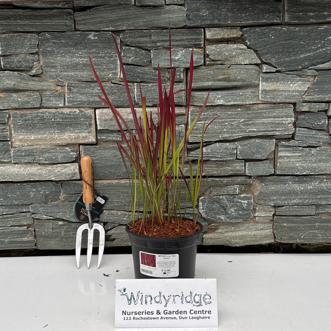 IMPERATA cyl. 'Red Baron' 3L