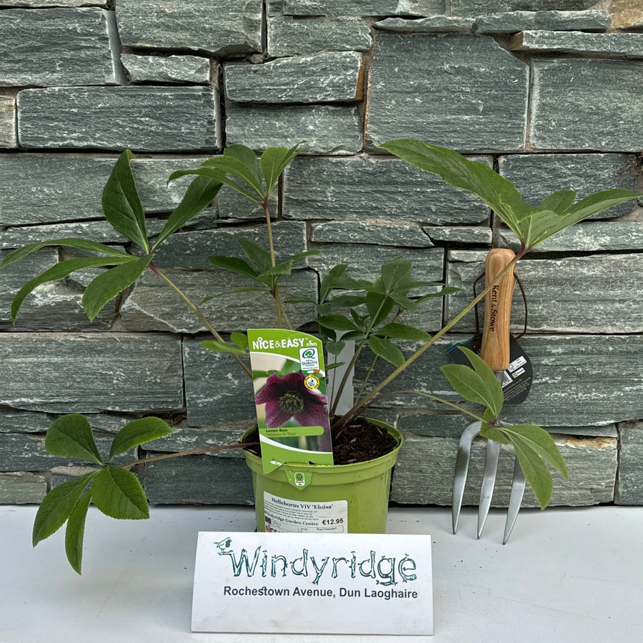 Helleborus Viv Eloisa - Herbaceous - Windyridge Garden Centre