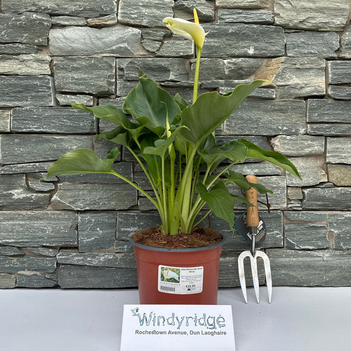 ZANTEDESCHIA Snow White