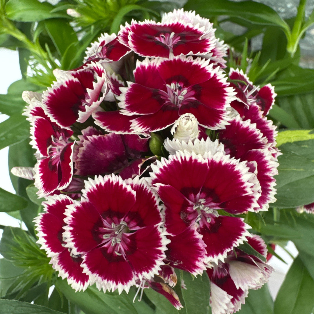 Dianthus barbatus Red Picotee 2lt Pot