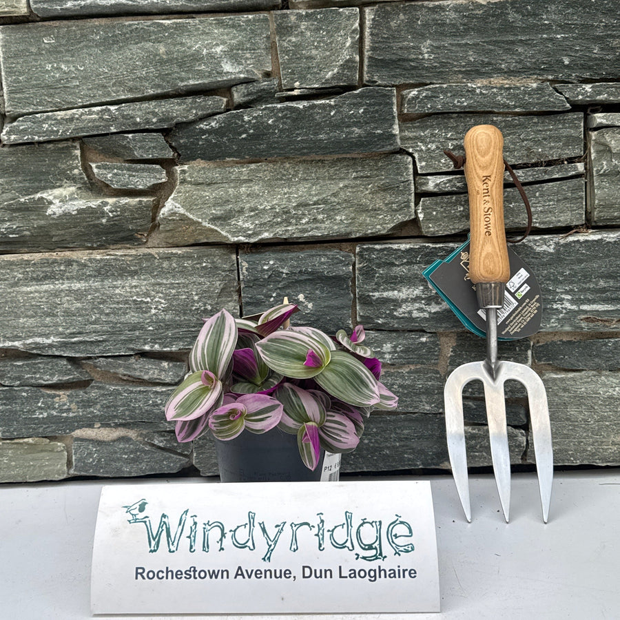 Tradescantia Cerinth. 'Nanouk' . - Indoor Plants - Windyridge Garden Centre