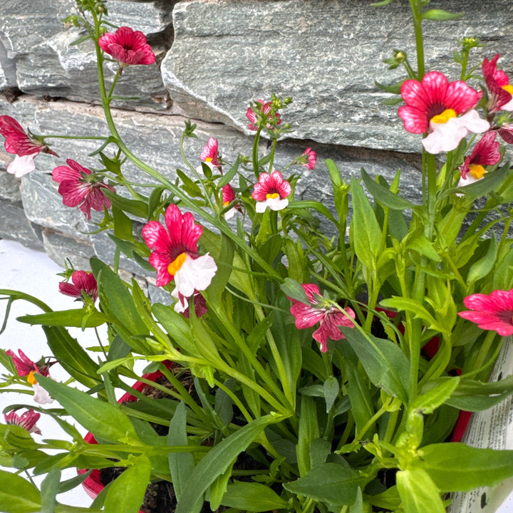 Nemesia Cherry on Ice
