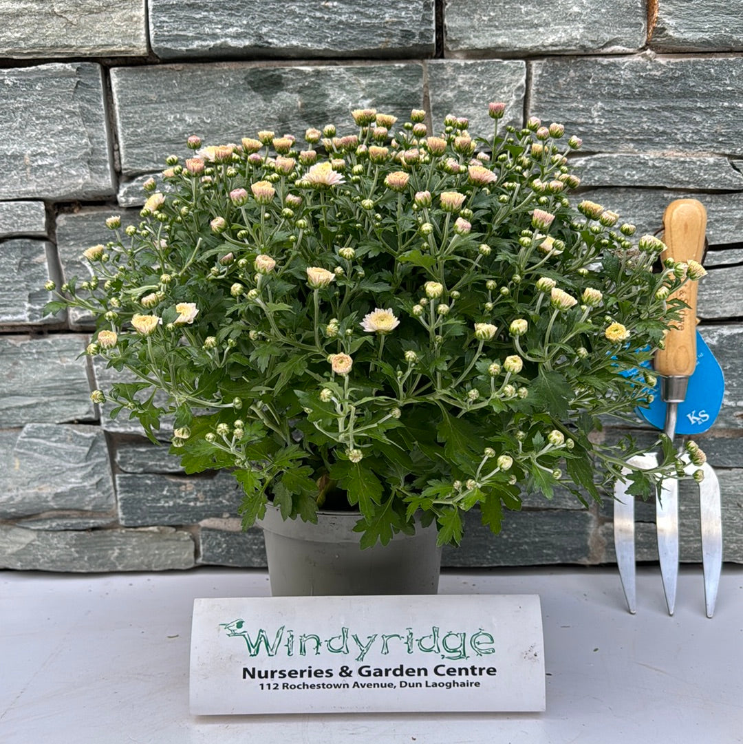 Chrysanthemum- Herbaceous - Windy Ridge Garden Centre
