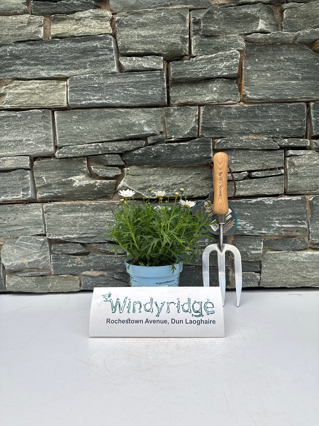 Argyranthemum La Rita Comp White