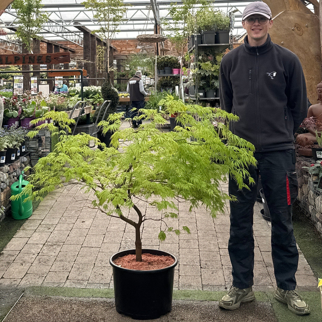 Acer Palmatum Dissectum - Trees - Windyridge Garden Centre