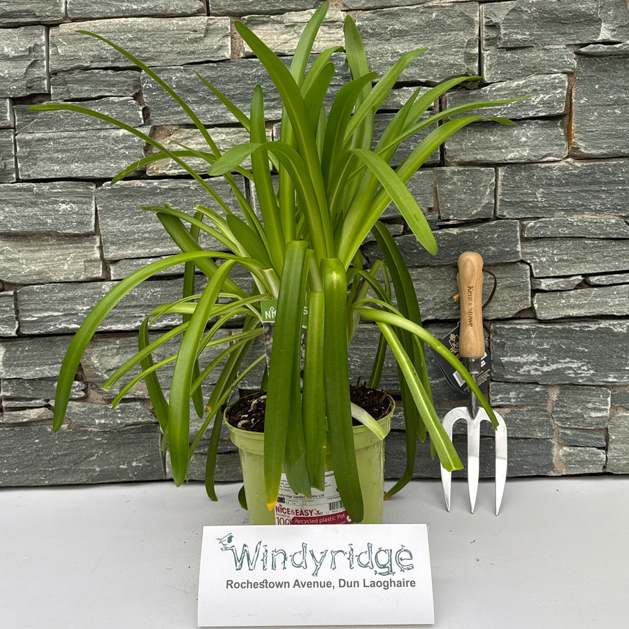 Agapanthus 'Fireworks' - Herbaceous - Windyridge Garden Centre