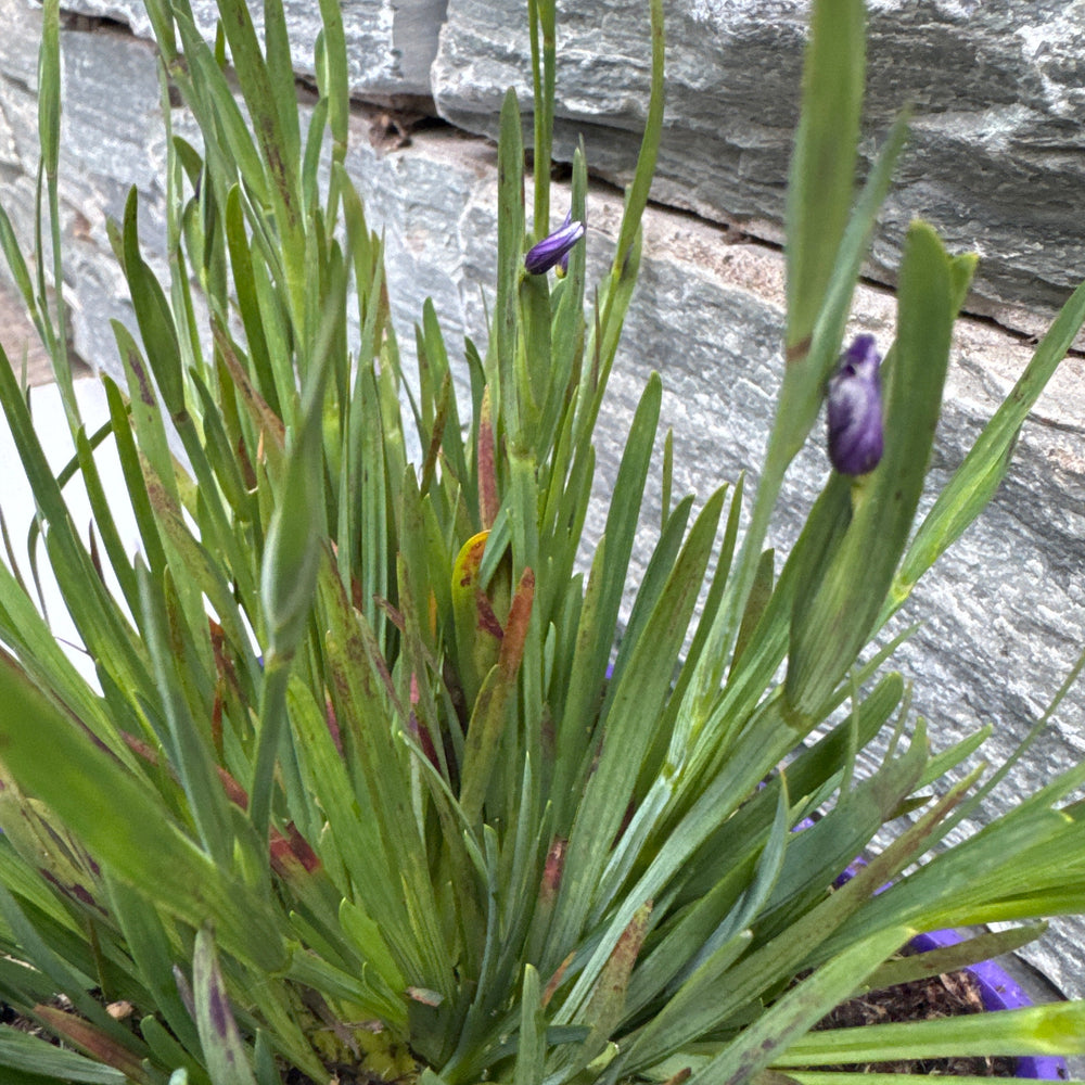 Sisyrinchium 'E K Balls' - Herbaceous - Windyridge Garden Centre