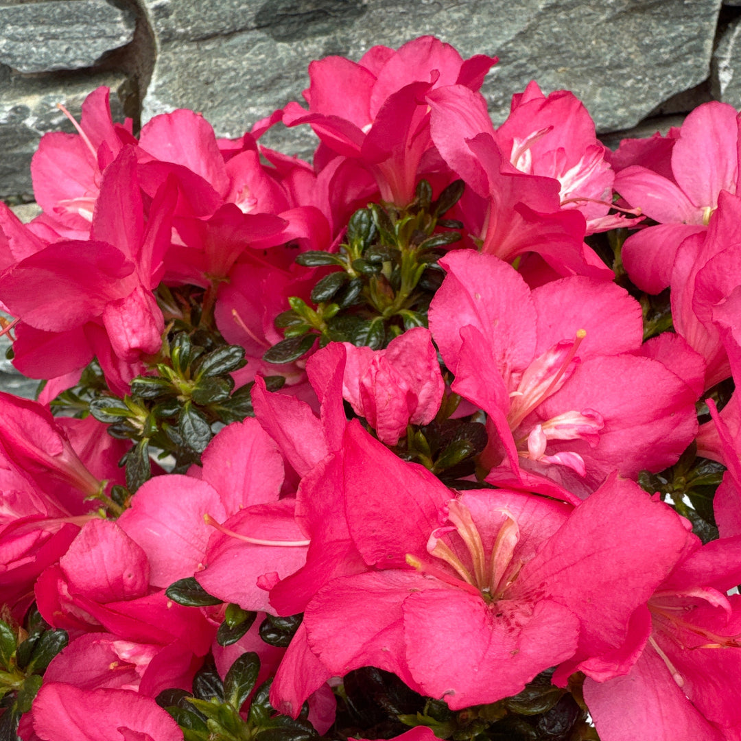 Azalea Anouk - Shrubs - Windyridge Garden Centre