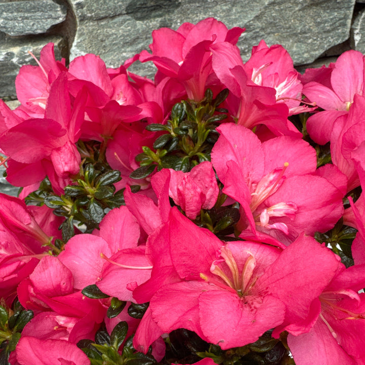 Azalea Anouk - Shrubs - Windyridge Garden Centre