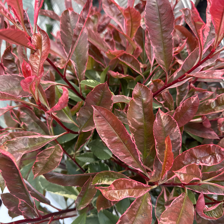 Photinia Fraseri Pink Marble Stem C15 160cm