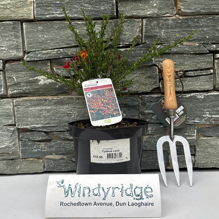 Cytisus Lena - Shrubs - Windyridge Garden Centre
