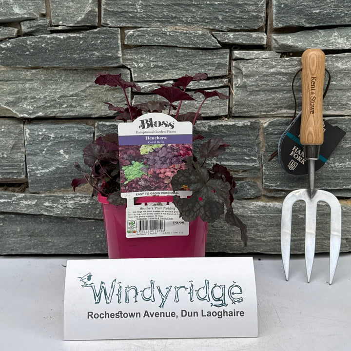 Heuchera Plum Pudding