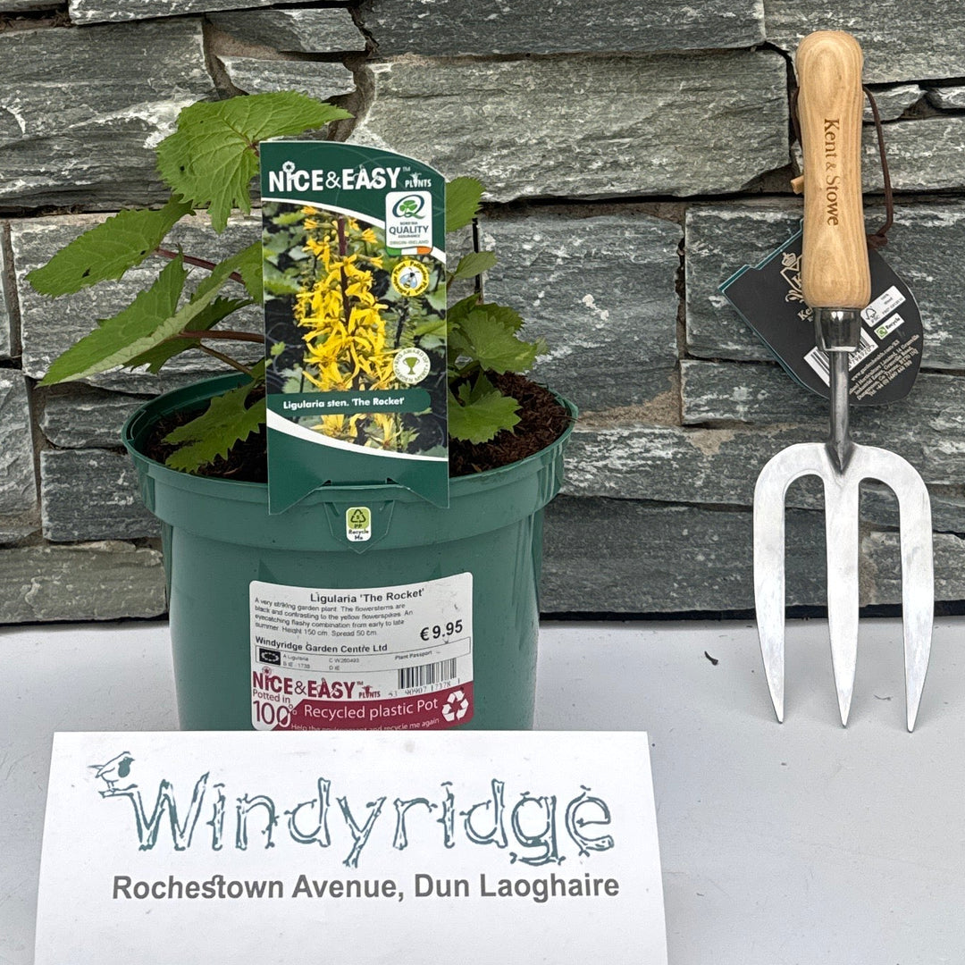 Ligularia 'The Rocket' - Herbaceous - Windyridge Garden Centre