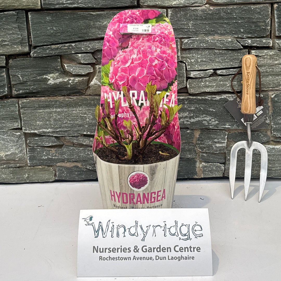 Hydrangea Macr. Pink - Shrubs - Windyridge Garden Centre