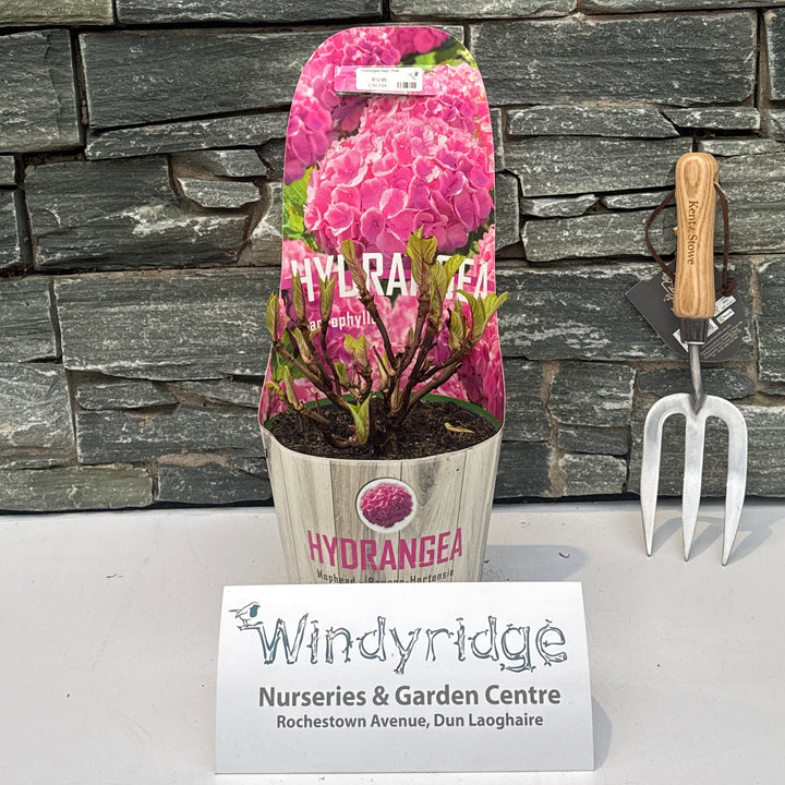 Hydrangea Macr. Pink - Shrubs - Windyridge Garden Centre
