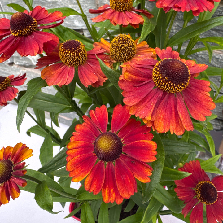 Helenium Strawberry Sundae
