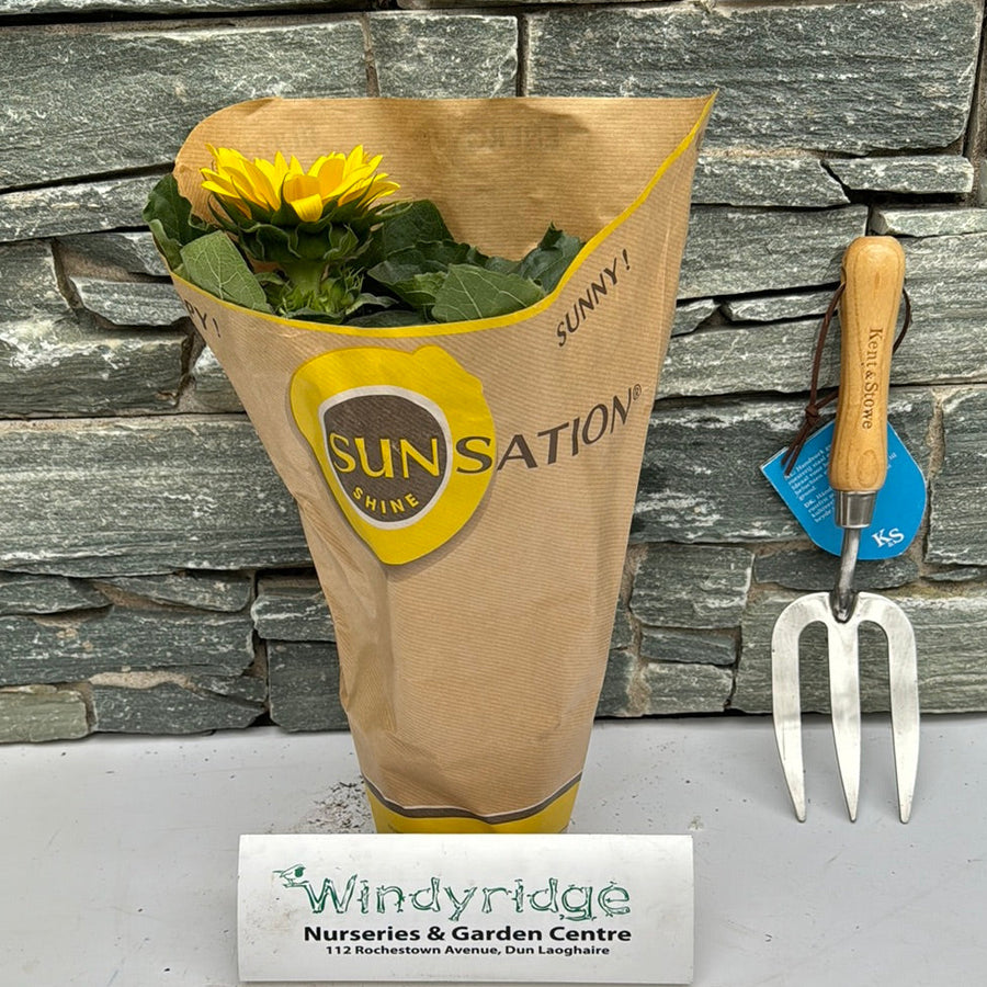 Helianthus Sunsation 13Cm Pot ( Sunflower ) - Herbaceous - Windyridge Garden Centre