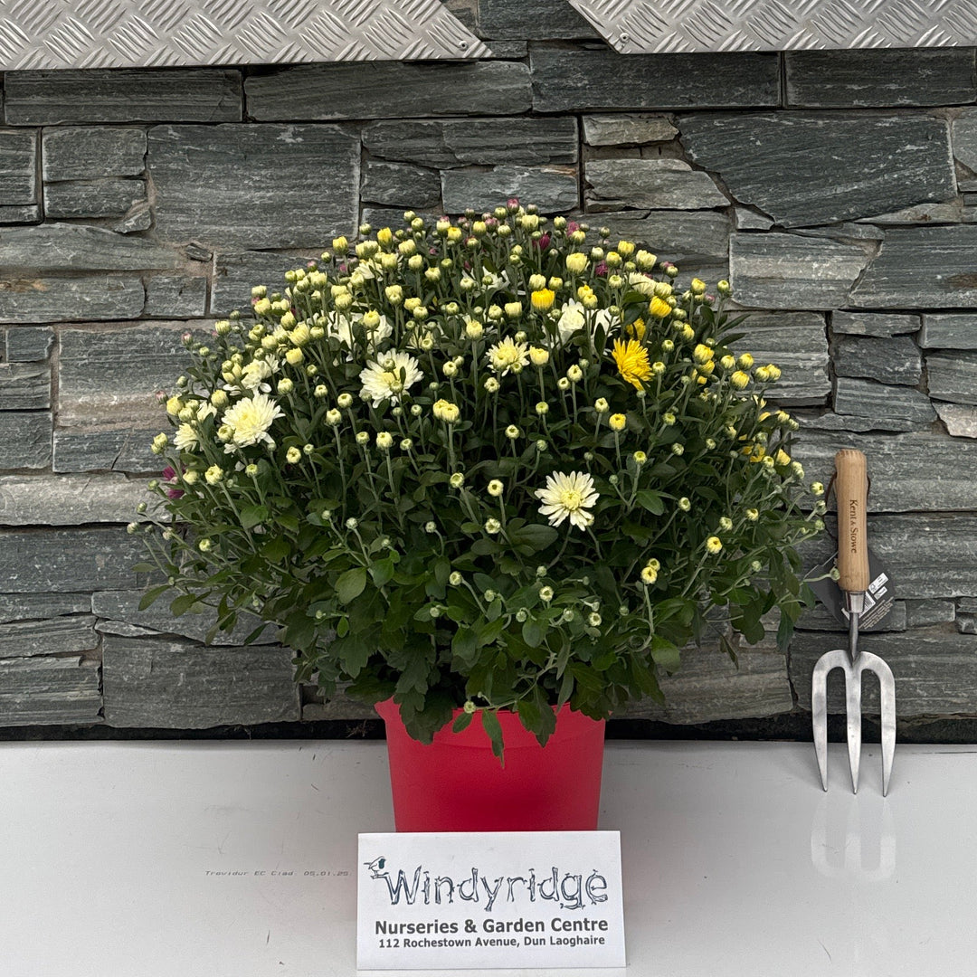 Garden Mum Trio 23cm