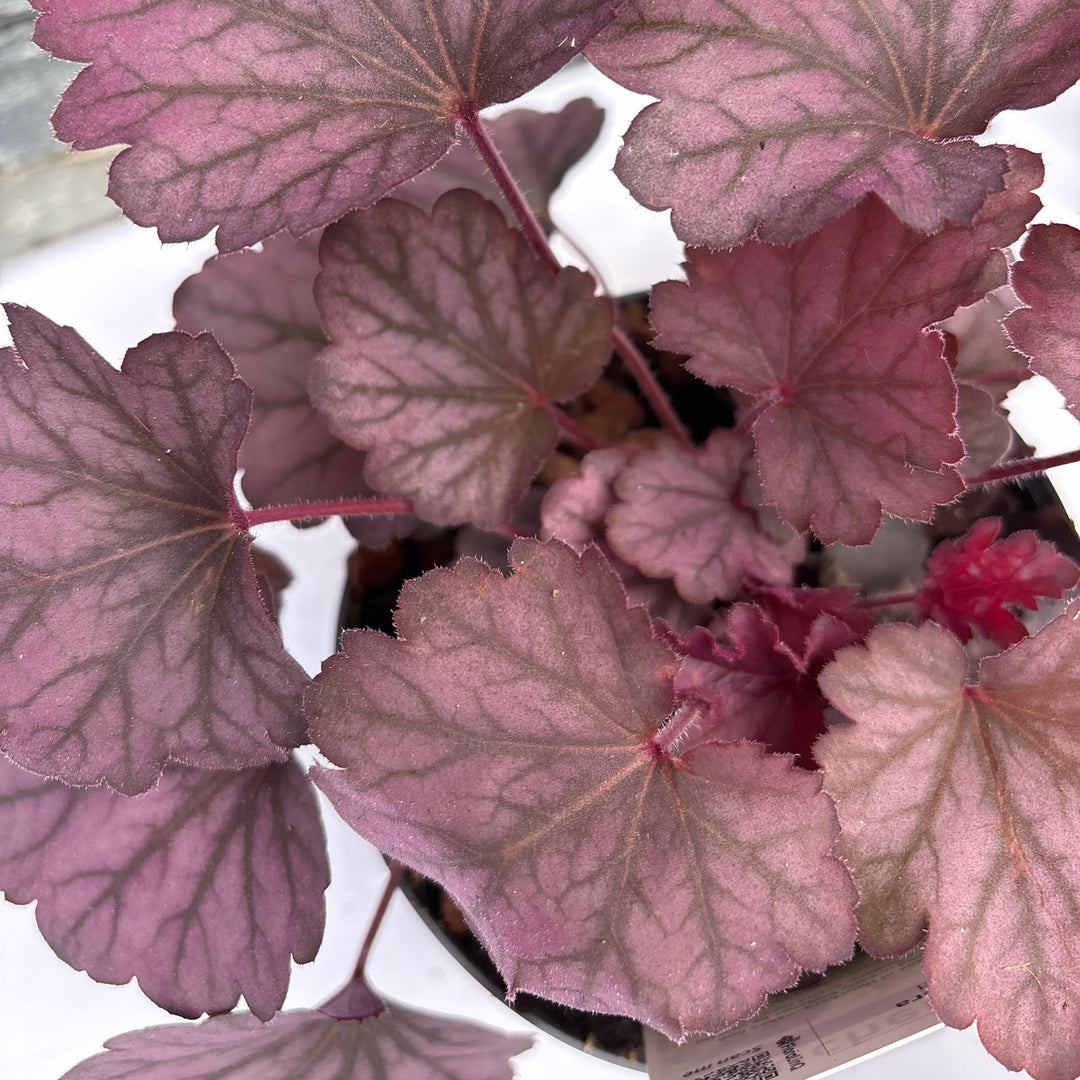 Pinkish-purple heart-shaped leaves with a blurred background
