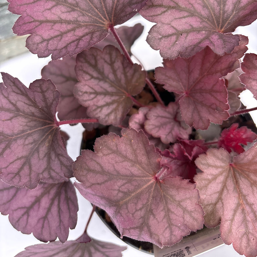Pinkish-purple heart-shaped leaves with a blurred background