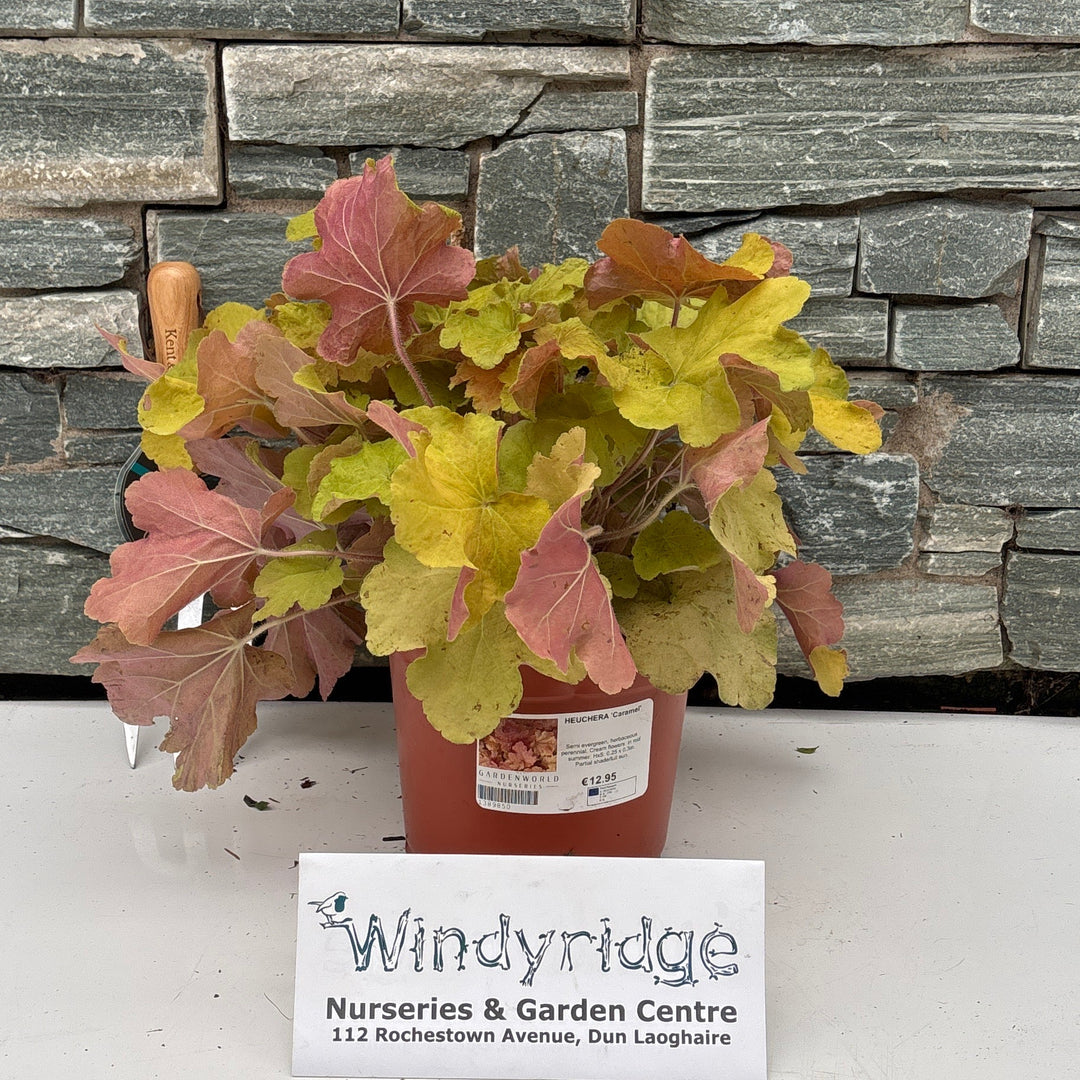 HEUCHERA 'Caramel' 3L
