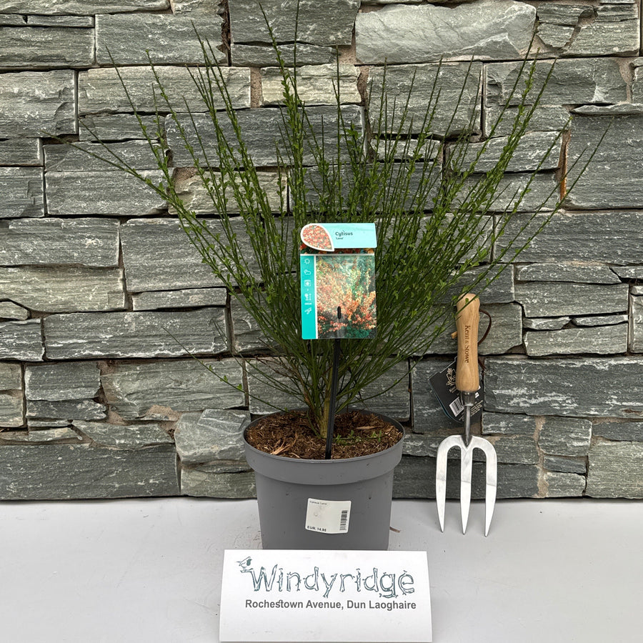 Cytisus 'Lena' 40-60 Cm. - Shrubs - Windyridge Garden Centre