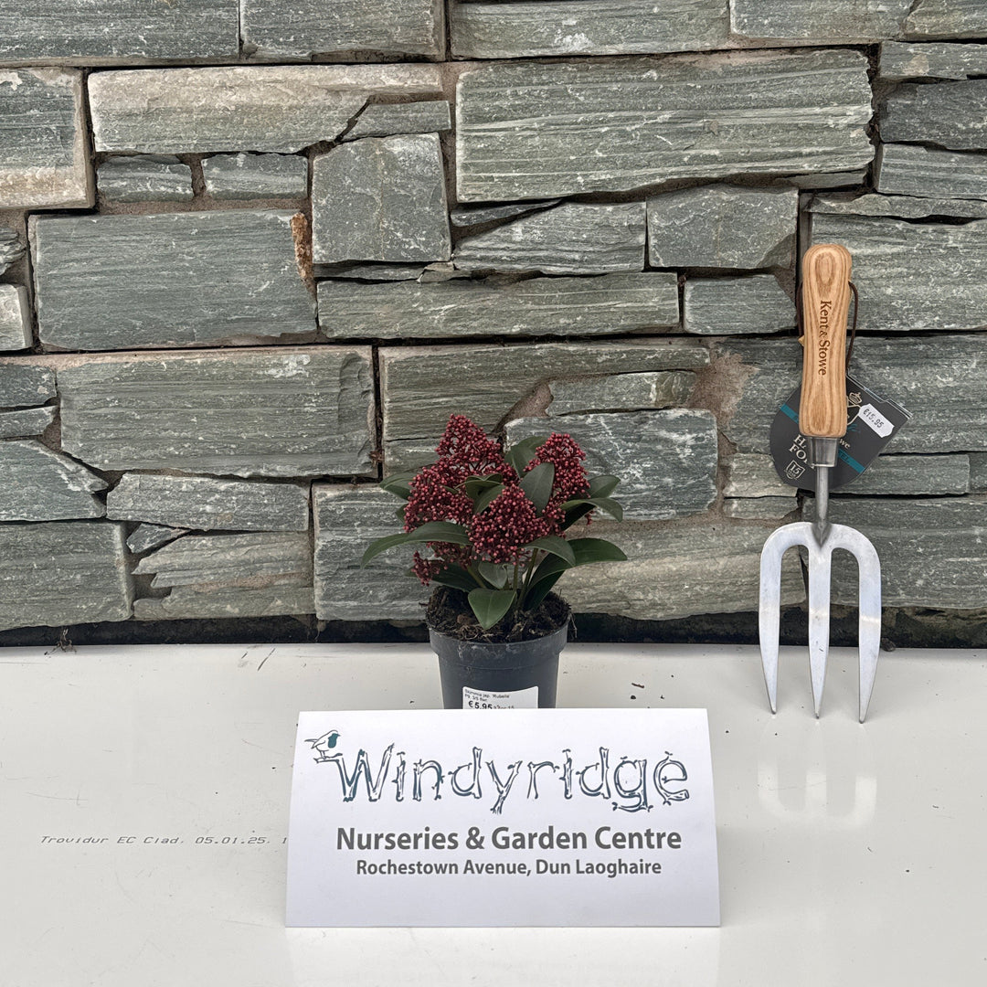 Skimmia jap. Rubella  P9, 35 flwr.