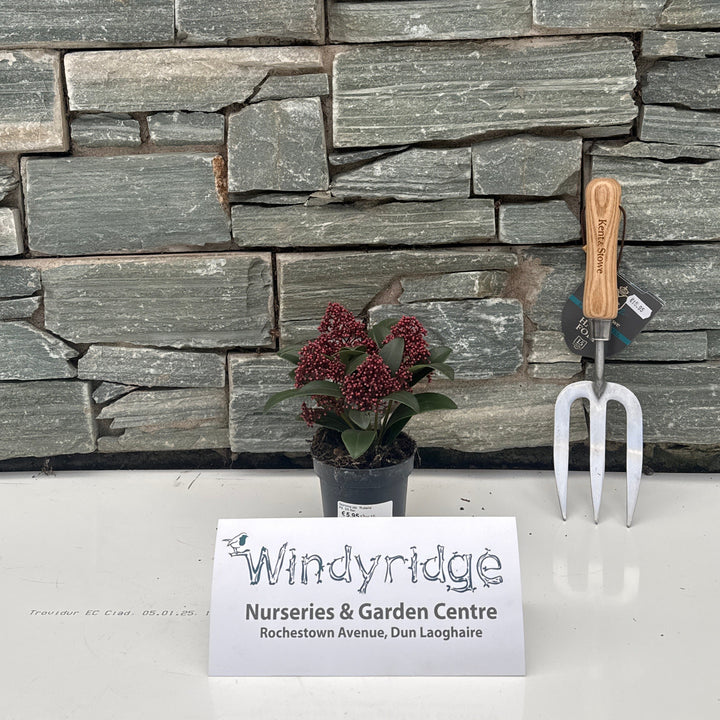 Skimmia jap. Rubella  P9, 35 flwr.