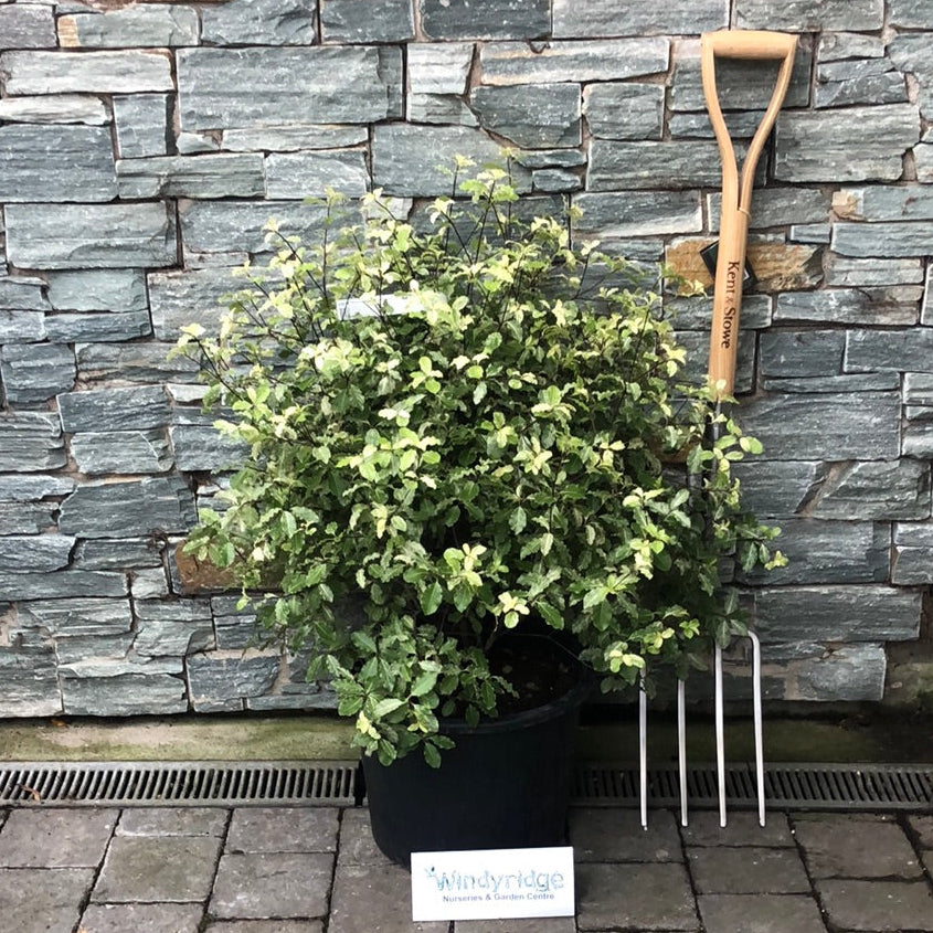 Pittosporum Irene Patterson      15L - Shrubs - Windyridge Garden Centre