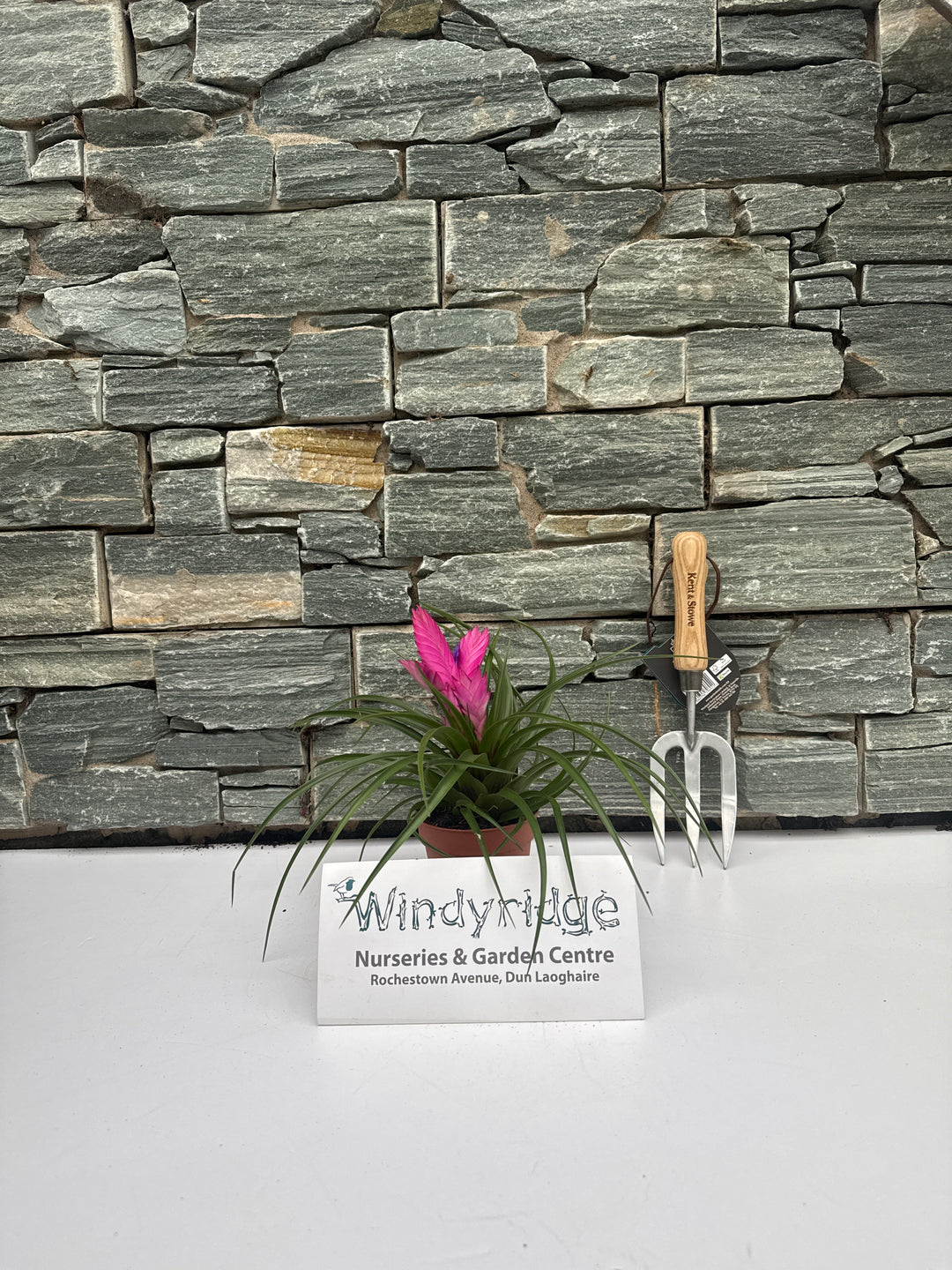 Tillandsia cyn Josee  P10.5