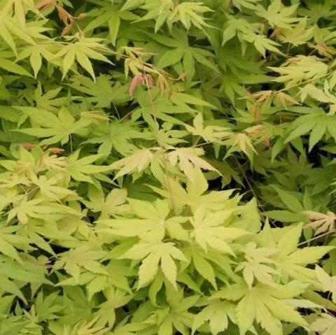 Acer Palm.  Cascade Gold  (Pbr) - Trees - Windyridge Garden Centre