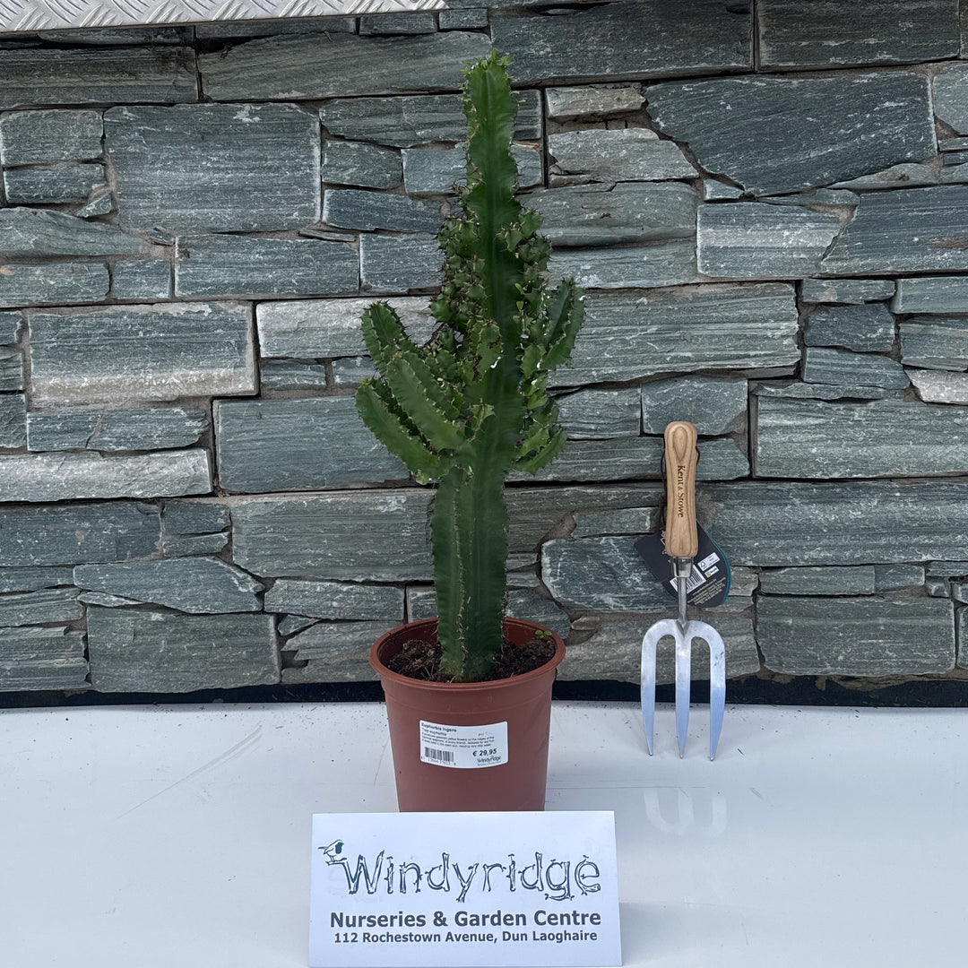 Euphorbia ingens P17 - Indoor plants - Windyridge Garden Centre