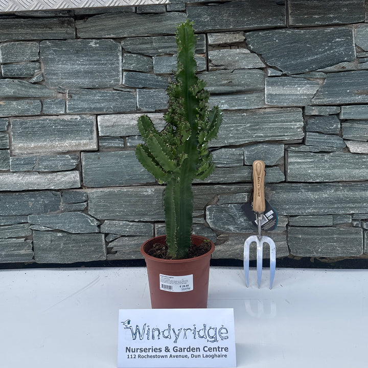 Euphorbia ingens P17 - Indoor plants - Windyridge Garden Centre