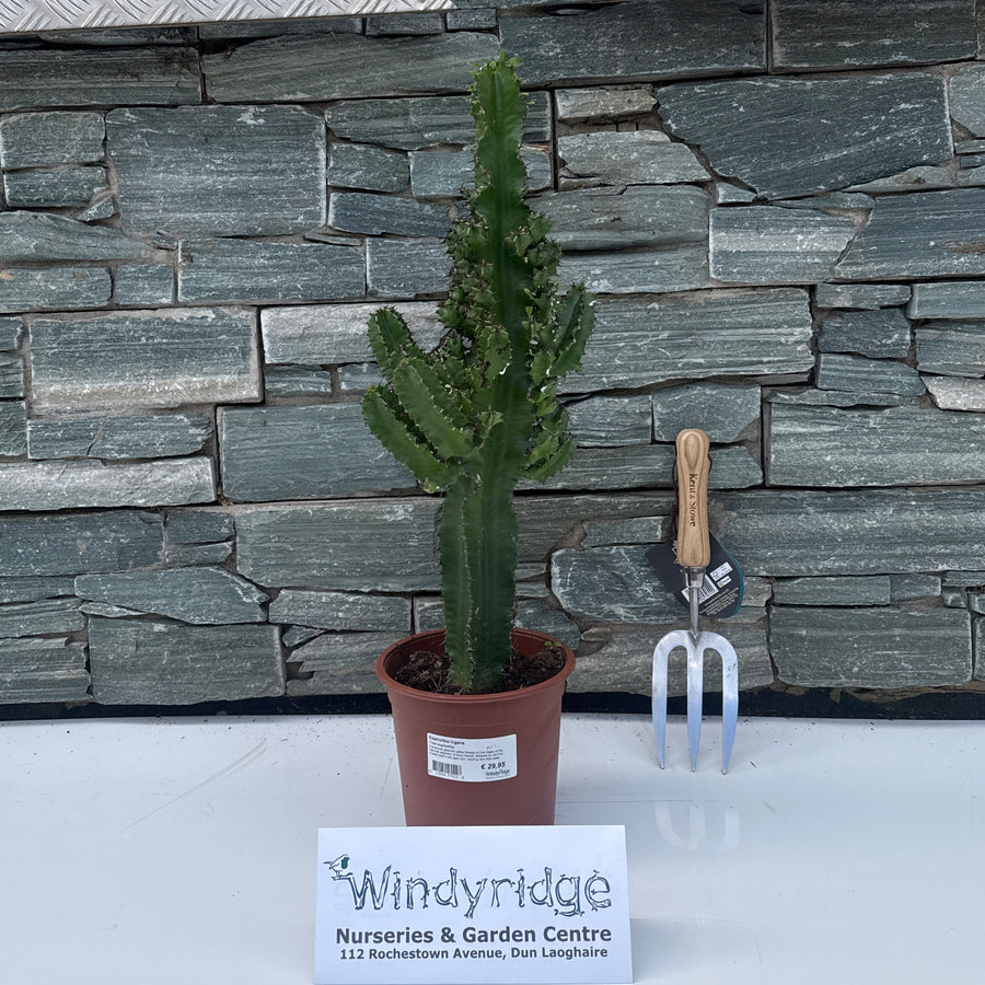 Euphorbia ingens P17 - Indoor plants - Windyridge Garden Centre