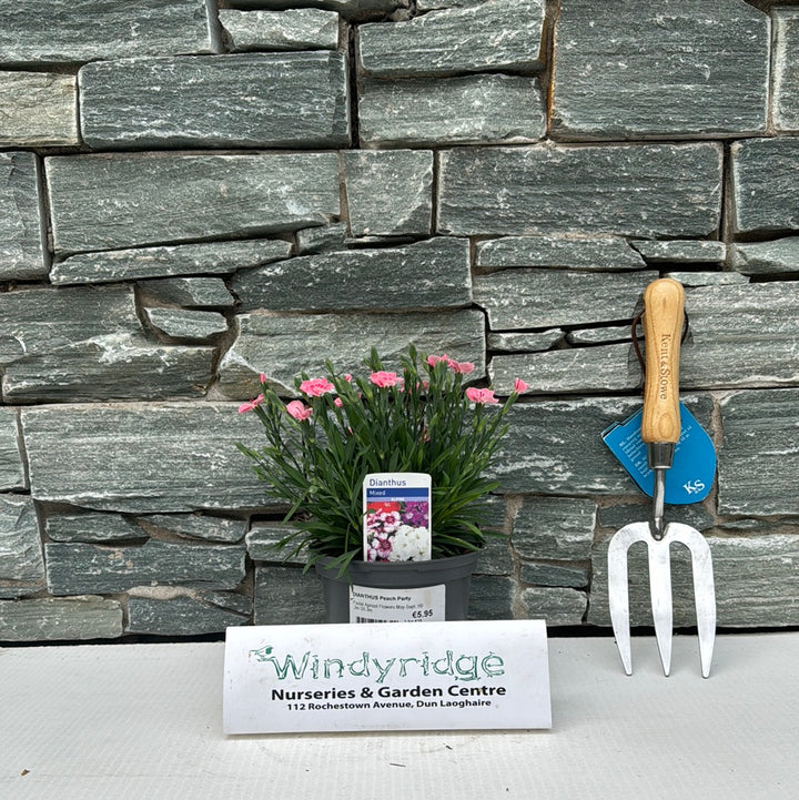 DIANTHUS Peach Party