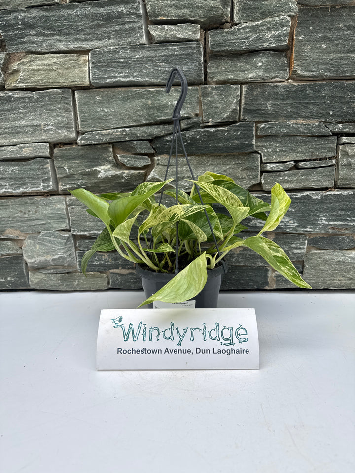 Epipremnum pinn. Marble Queen P15, hanging pot