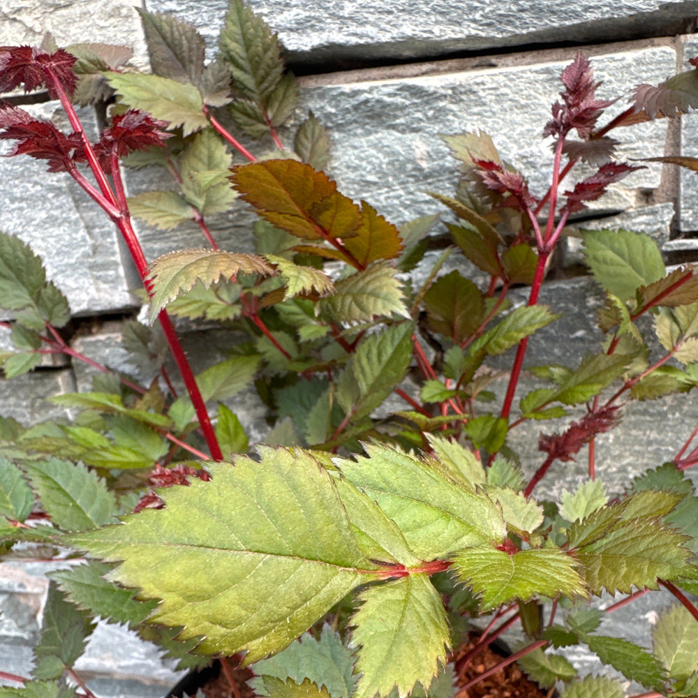 Astilbe Vision Vulcano - Herbaceous - Windyridge Garden Centre