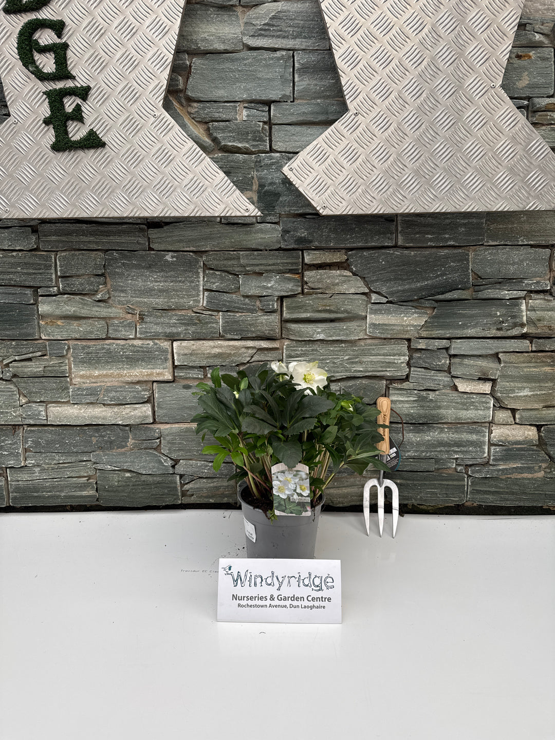 Helleborus niger Mont Blanc  P17