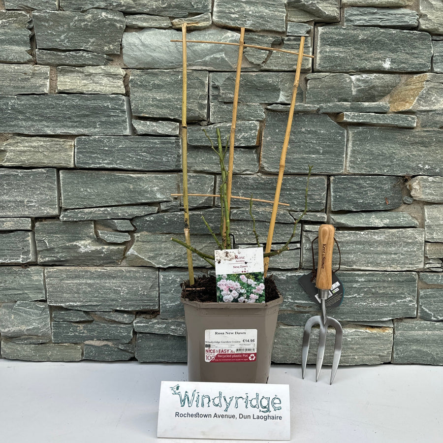 Rosa New Dawn - Roses - Windyridge Garden Centre
