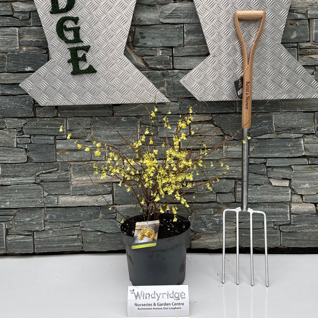 Corylopsis Pauciflora - Shrubs - Windyridge Garden Centre