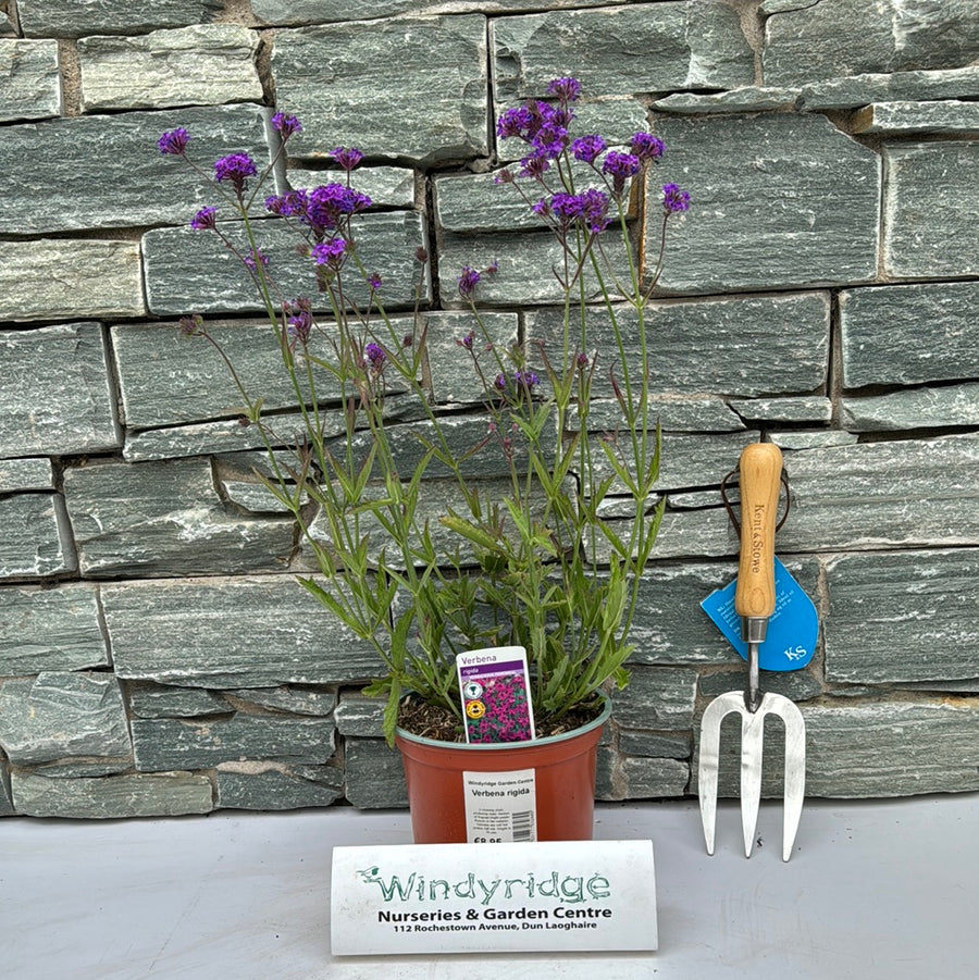 Verbena Rigidia - Herbaceous - Windyridge Garden Centre