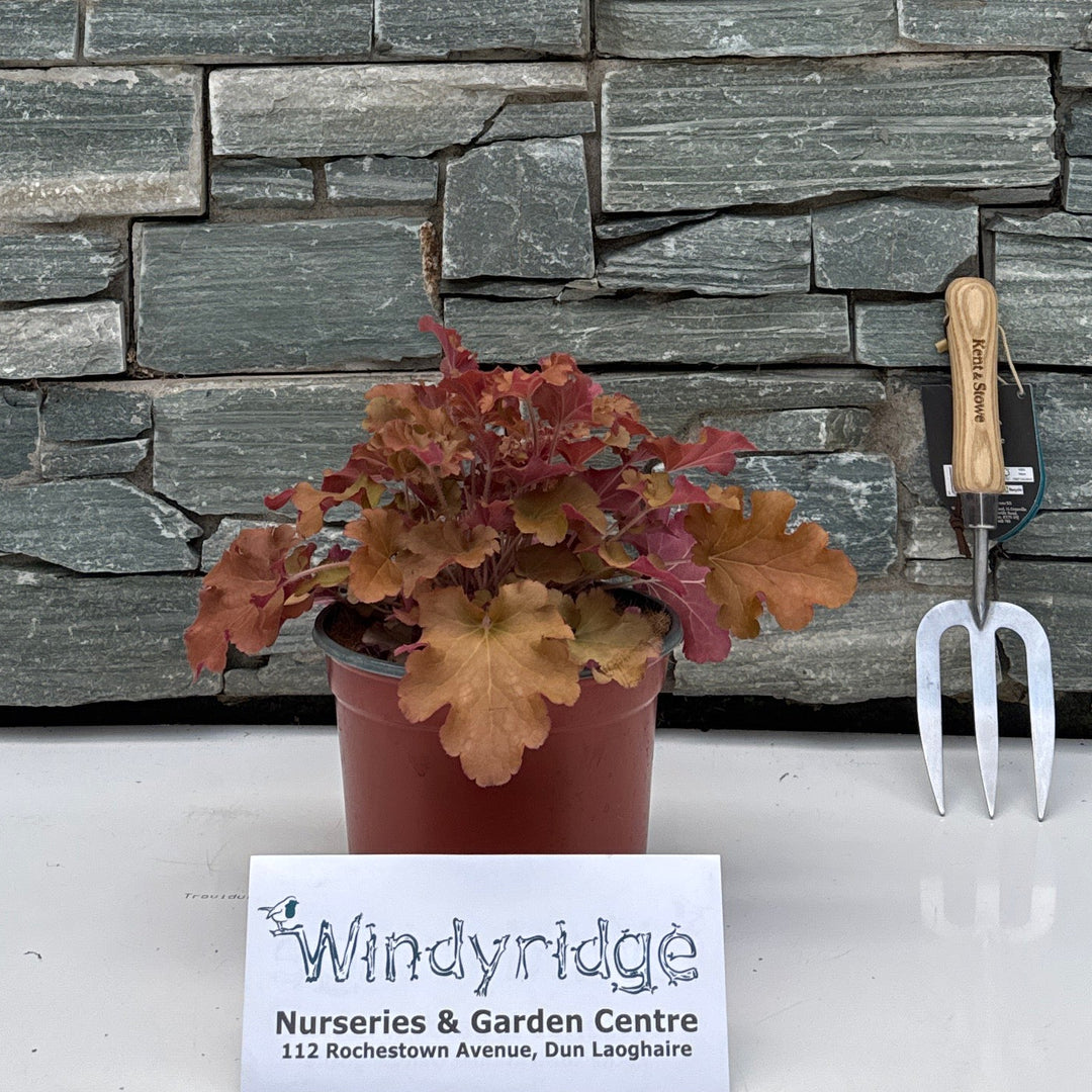 HEUCHERA Gojiberry