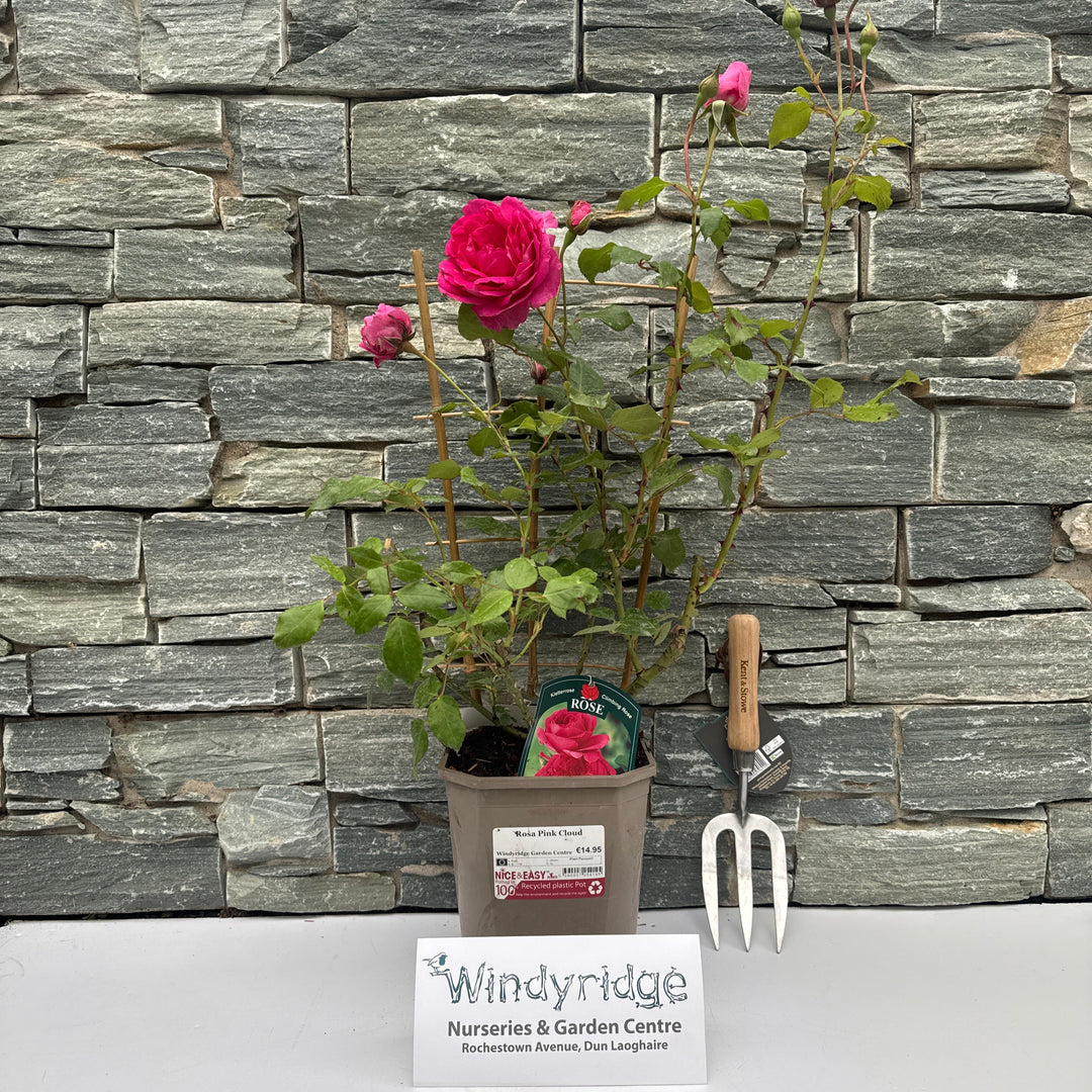 Rosa Pink Cloud 4.5lt pot